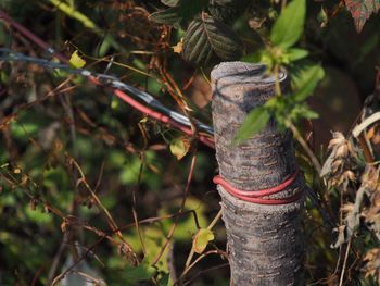 Close-up of tree trunk