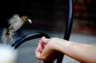 Close-up of hand holding bird