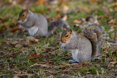 Squirrels on field