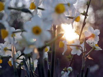 Close-up of white flowering plant