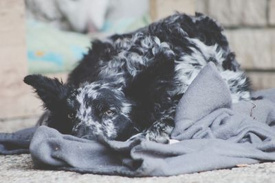 Close-up portrait of dog resting outdoors