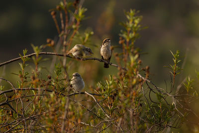 Bird perching on a branch