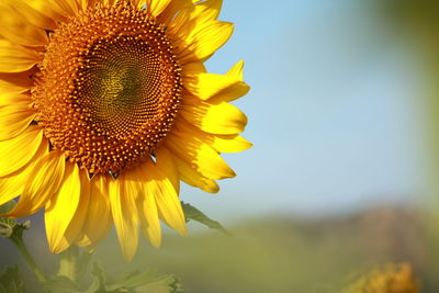 Close-up of sunflower