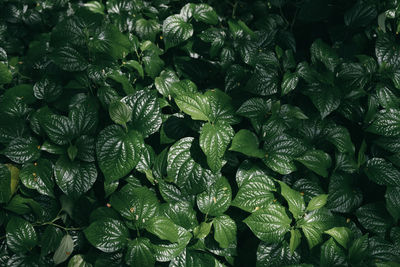 Full frame shot of fresh green piper sarmentosum leaves