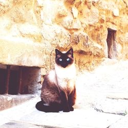 Portrait of black cat sitting on stone wall
