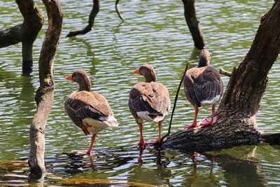 Flock of birds perching on tree trunk