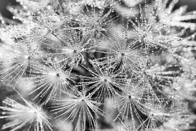 Full frame shot of spider web