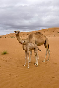 Camels walking on sand at desert