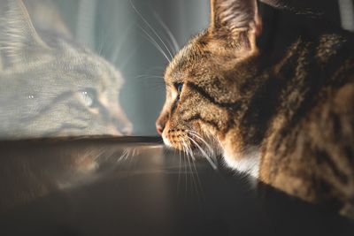 Close-up of a cat