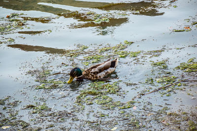 High angle view of mallard duck swimming in lake