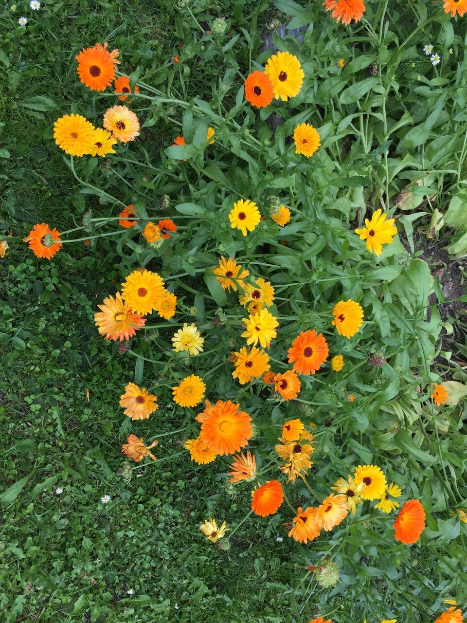 HIGH ANGLE VIEW OF FRESH FLOWERS