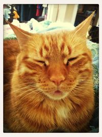 Close-up of cat lying on sofa