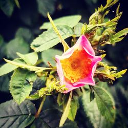 Close-up of pink flower