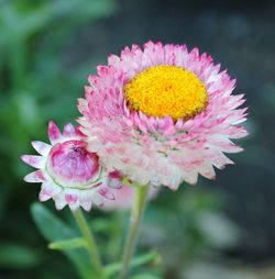 Close-up of pink flower