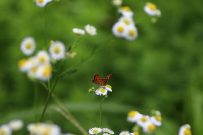 Close-up of honey bee on flower