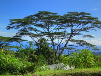 Low angle view of trees against blue sky
