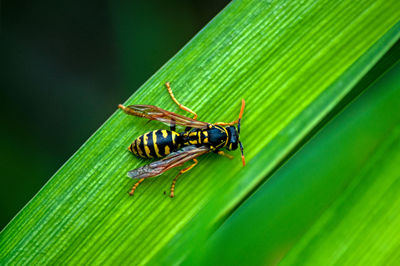 Close-up of insect on leaf