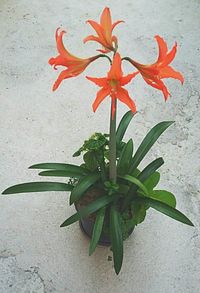 Close-up of red flower