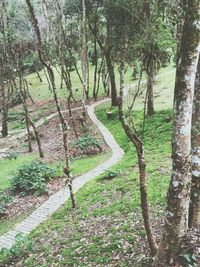 Trees in park