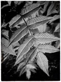 Close-up of palm leaves