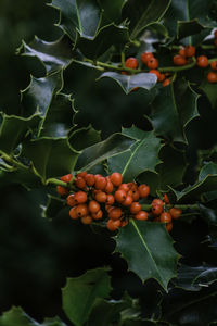 Close-up of berries on plant