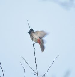 Low angle view of bird flying against clear sky