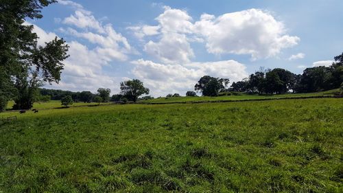 Scenic view of field against sky