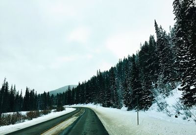 Road amidst snow covered plants against sky