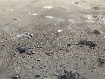 High angle view of crab on sand