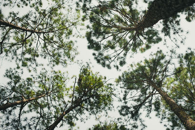 Low angle view of trees against sky