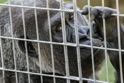 Close-up of portrait of gorilla in cage