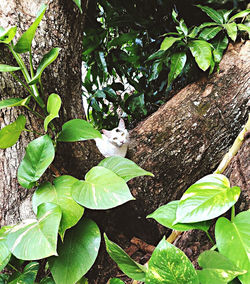 High angle view of a cat amidst plants