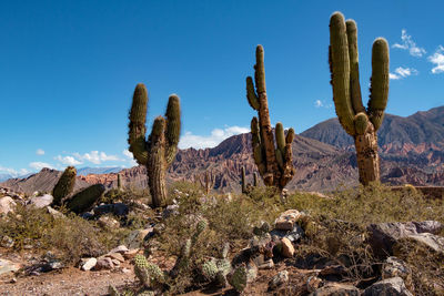 Cactus plants on desert against mountain