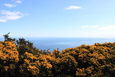 Scenic view of sea and trees against sky