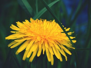 Close-up of yellow flowering plant