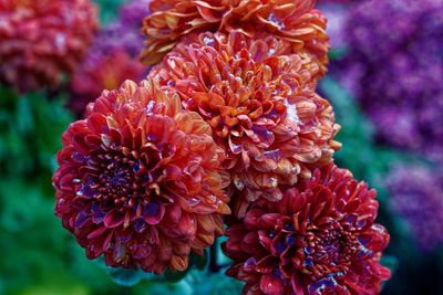 Close-up of red dahlia