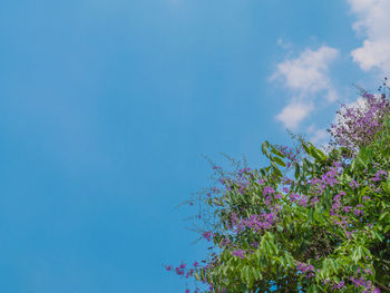 Low angle view of flowers against blue sky