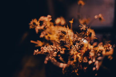 Backlited flowers in vase on the table in sunset time