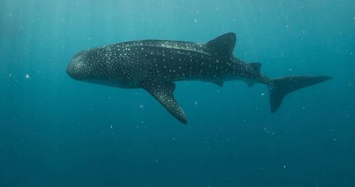 Whale shark swimming in sea