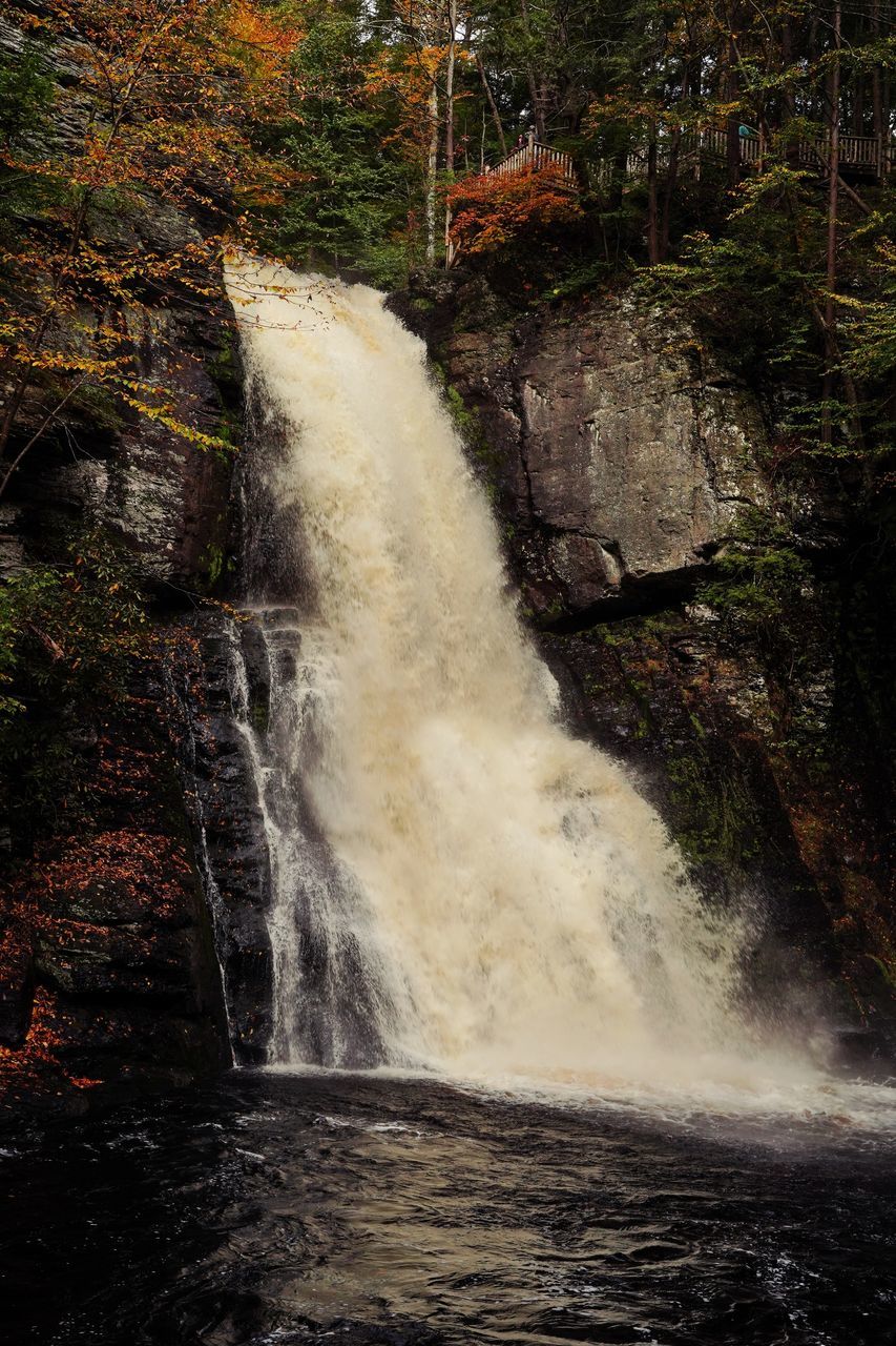 VIEW OF WATERFALL IN FOREST