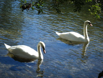 Swans swimming in water