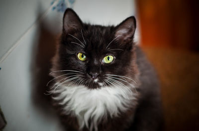 Close-up portrait of black cat