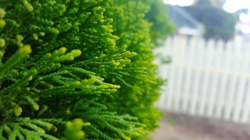 Close-up of green leaves