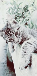 Close-up portrait of a cat