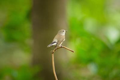 Close-up of bird perching outdoors