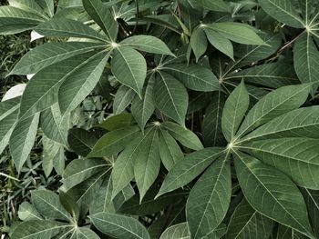 Full frame shot of green leaves