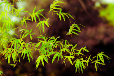 Close-up of plants against blurred background