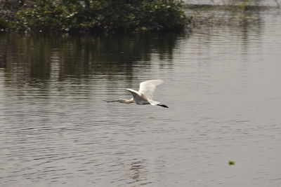 View of birds flying over lake