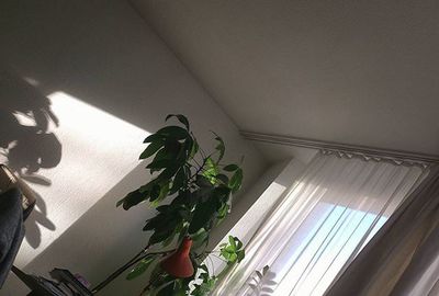 Potted plants in pot