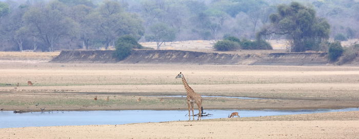 View of horse drinking water from land